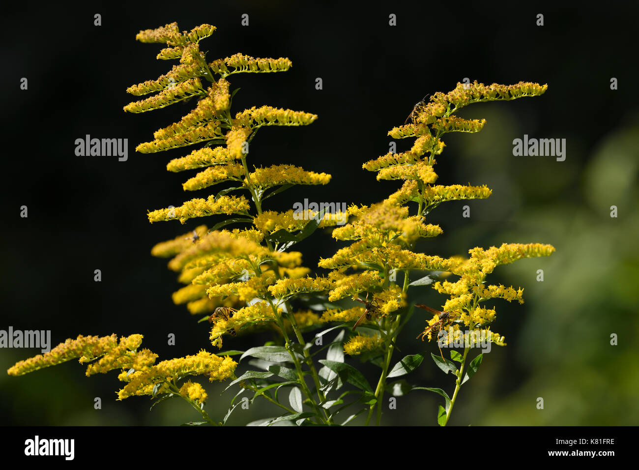 Les guêpes pollinisatrices yellowjacket et papier les fleurs jaunes d'une verge d'herbacée vivace plante en plein soleil toronto canada Banque D'Images