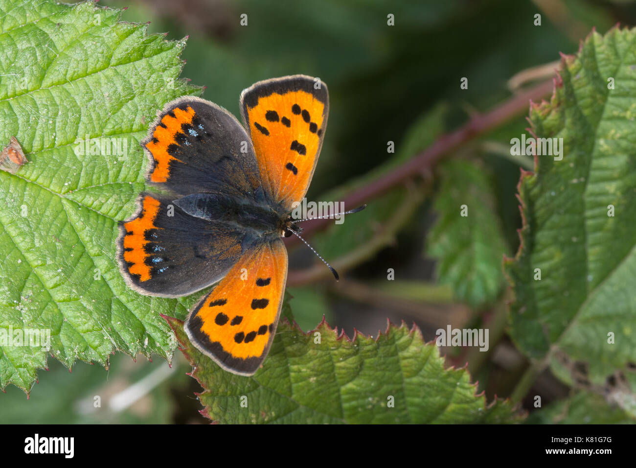 Petit papillon Lycaena phlaeas (cuivre) au soleil sur les feuilles de ronce Banque D'Images