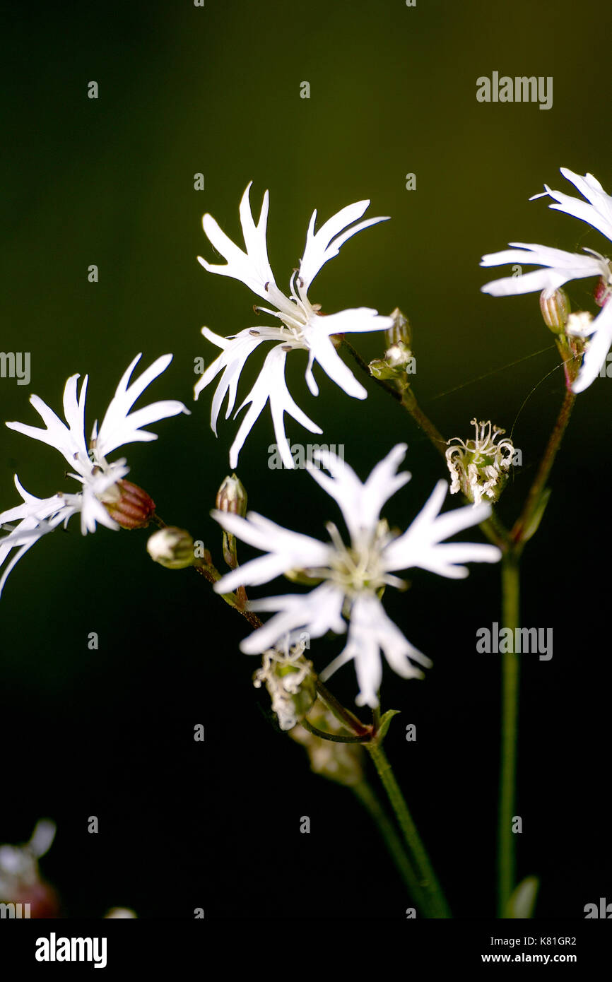 Fleurs coupées profondément blanche de Ragged robin robin 'white' (Lychnis flos-cuculi 'Alba') Aussi appelé fleur de Coucou Banque D'Images