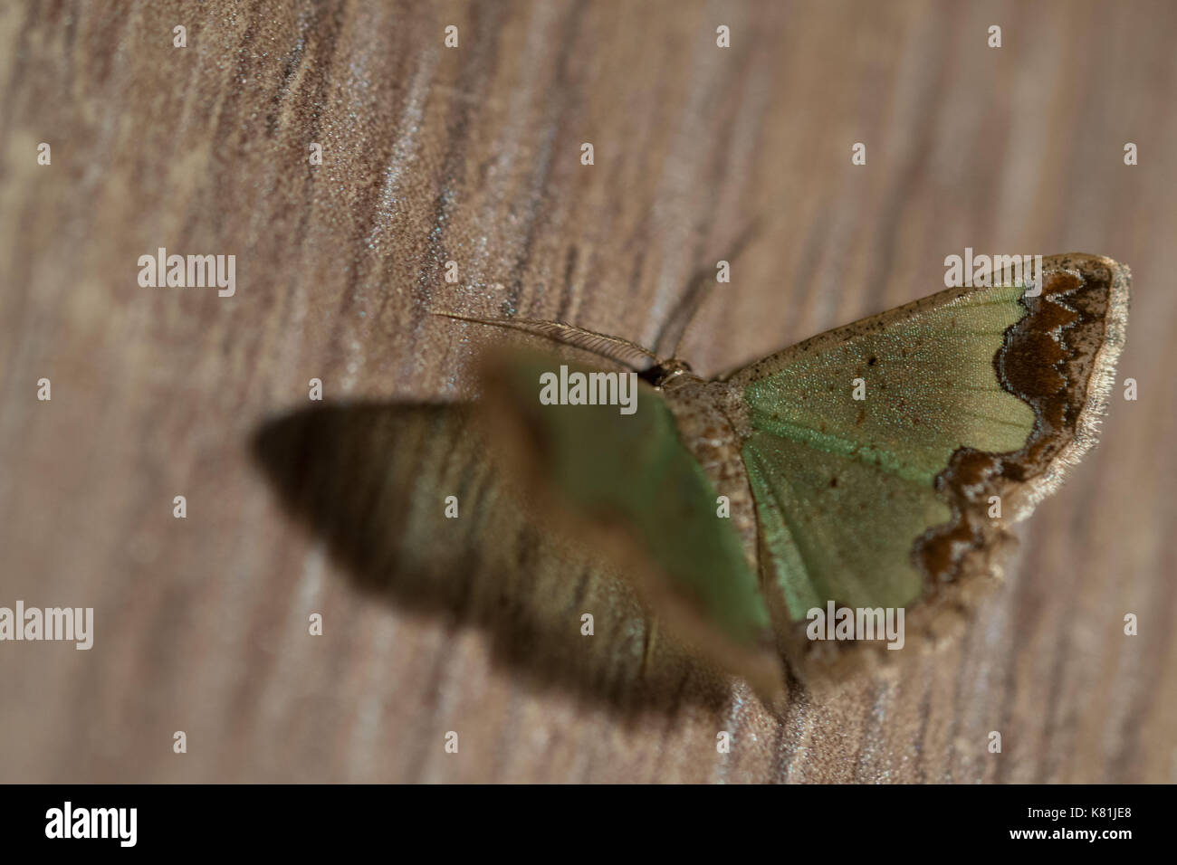 Gros plan du beau papillon vert sur fond de bois isolé Banque D'Images