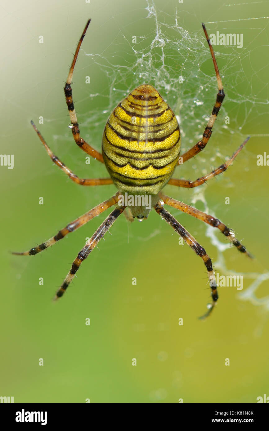 Wasp Spider Banque D'Images
