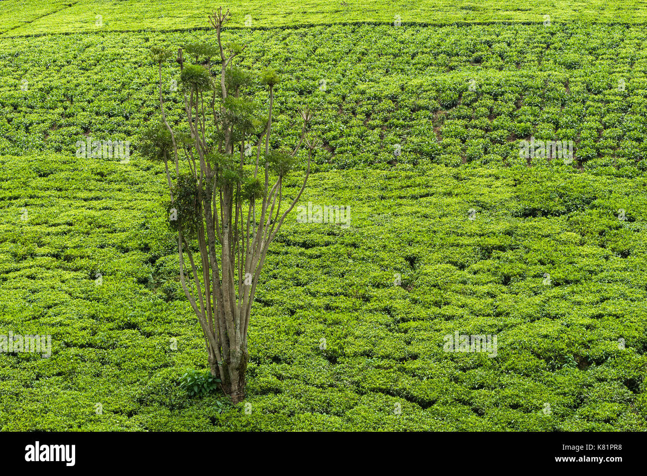 Les arbres situés dans les usines de thé entre plantations de thé, le Kenya Banque D'Images