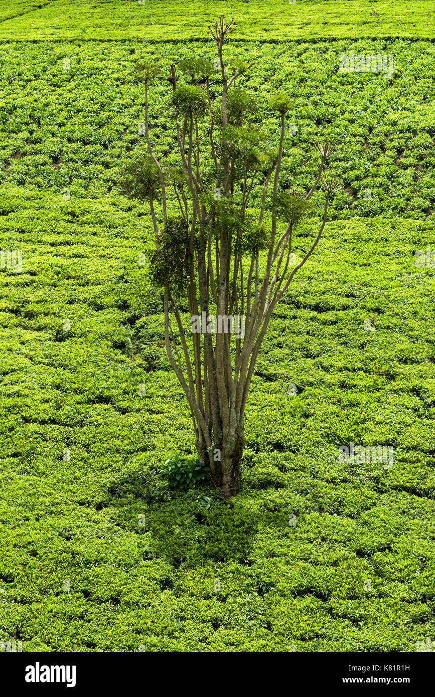 Les arbres situés dans les usines de thé entre plantations de thé, le Kenya Banque D'Images