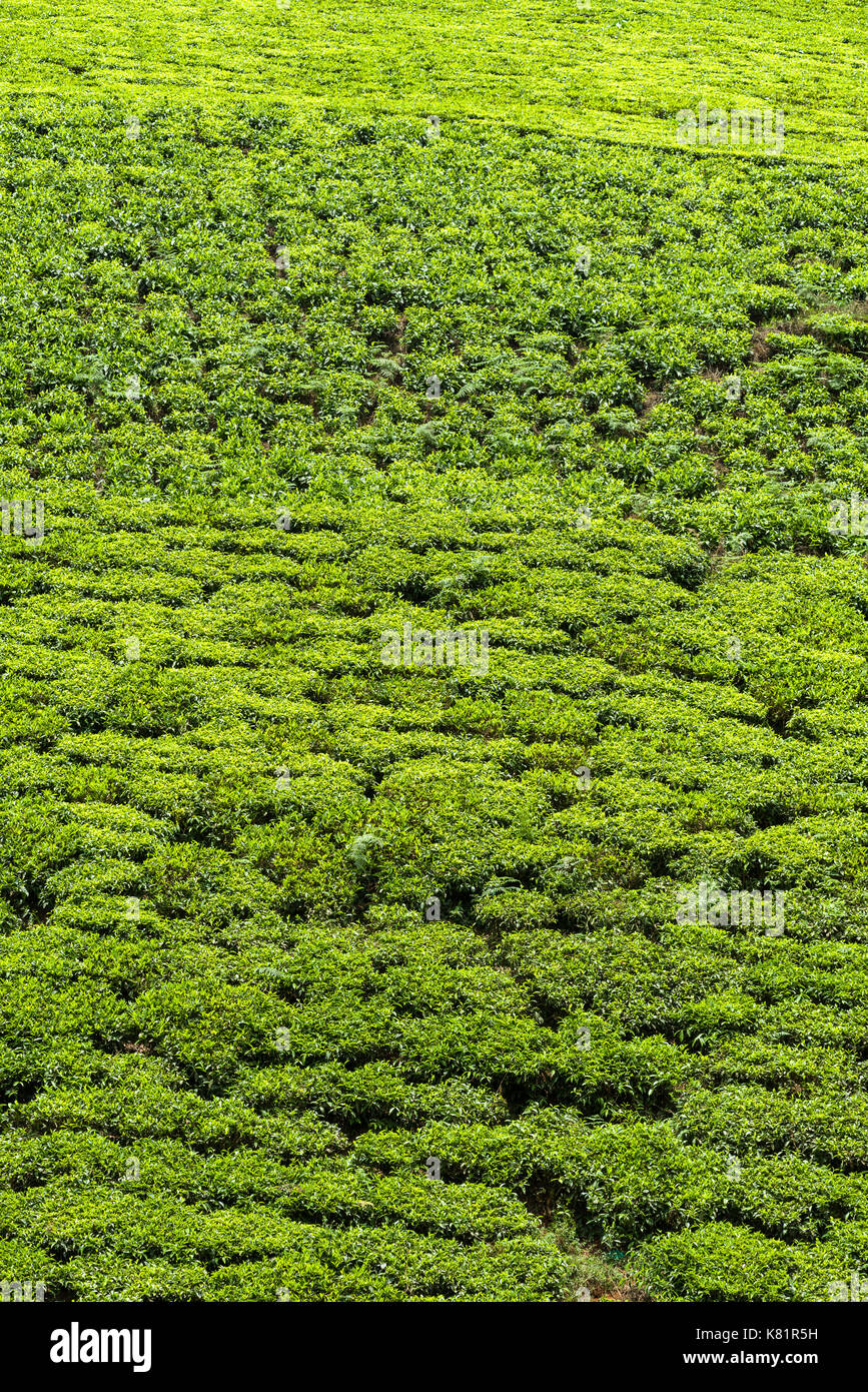 Plateau de plantes poussant sur le terrain de la colline sur la plantation de thé, le Kenya Banque D'Images
