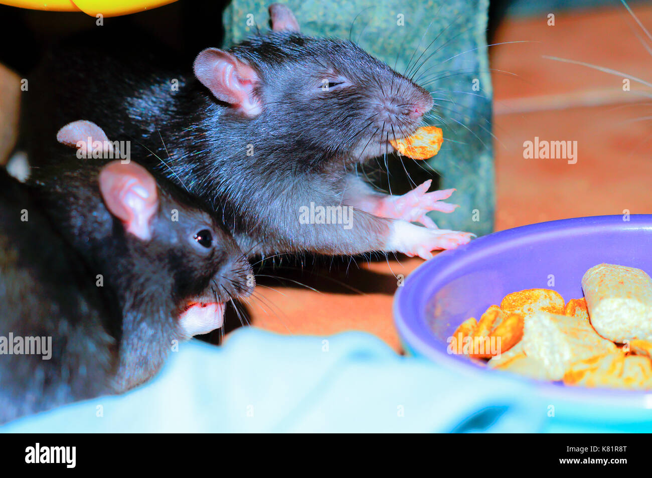 Deux rats manger l'alimentation humaine Banque D'Images