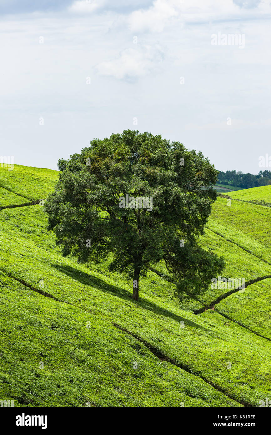 Les arbres situés dans les usines de thé entre plantations de thé, le Kenya Banque D'Images