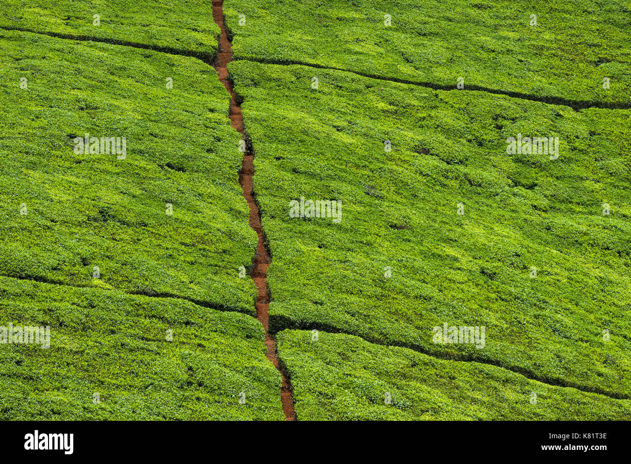 Abstraite de la plantation de thé de plantes poussant sur la colline de thé avec des chemins coupant à travers eux, au Kenya Banque D'Images