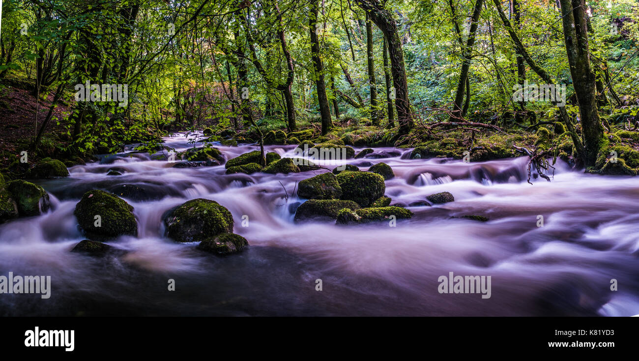 Nort Wales rainforest avec rivière qui coule dans un bois Banque D'Images