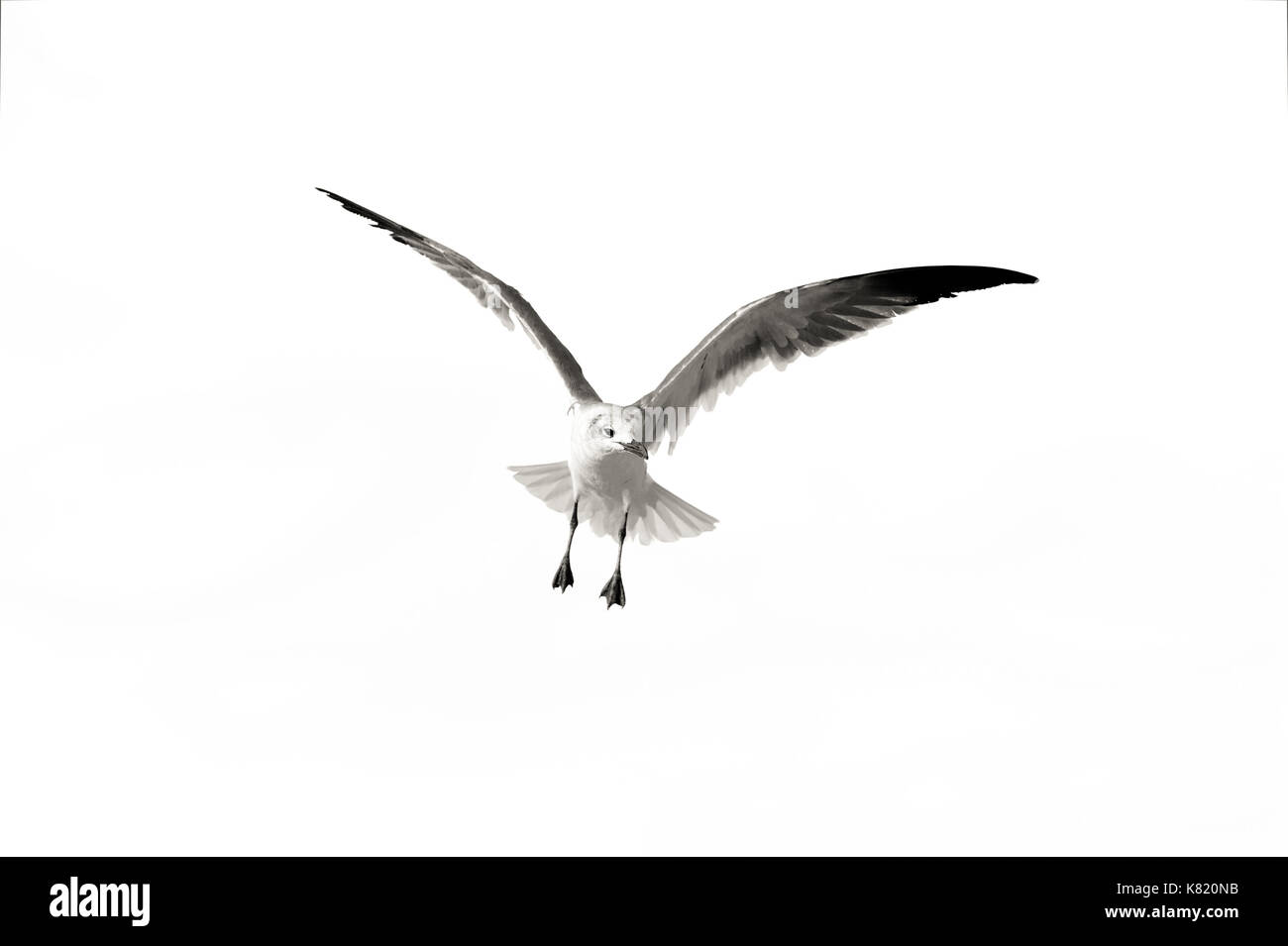 Flying seagull est un bon à la côte du Pacifique mouette voler dans le ciel bleu de la mi journée. Banque D'Images