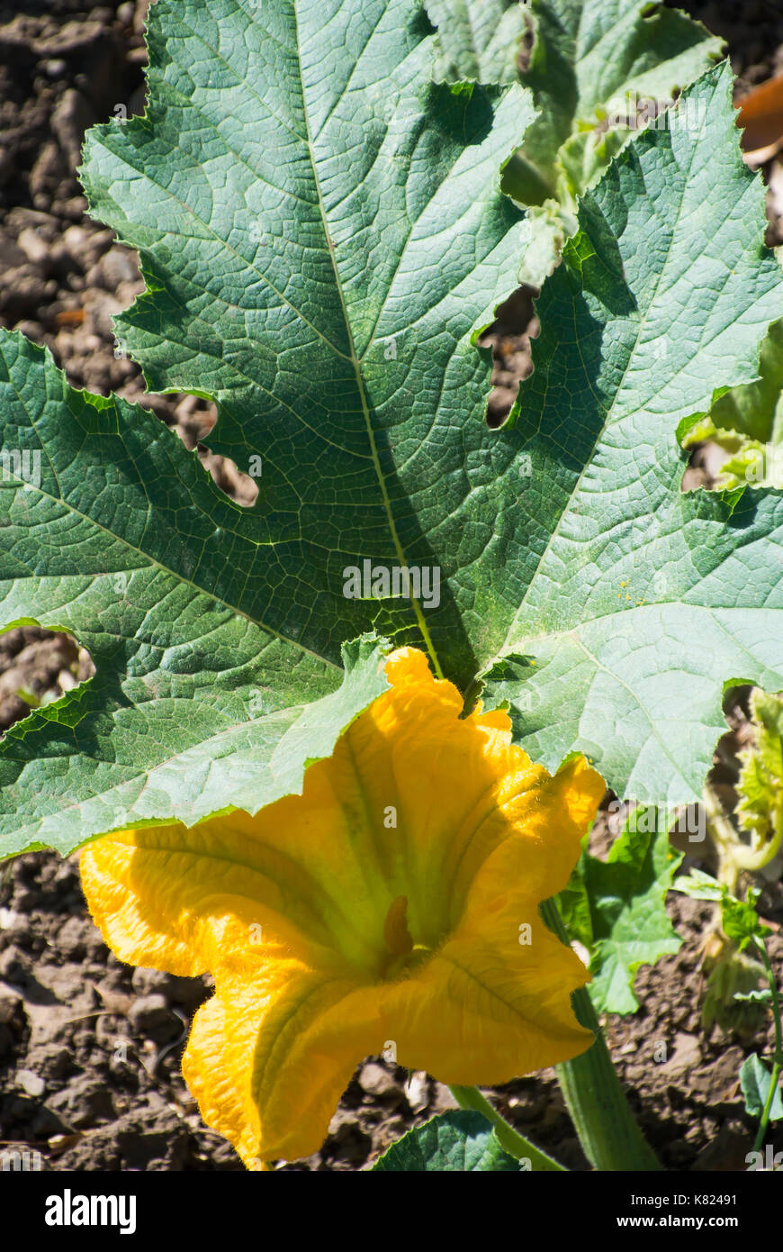 Fleur de citrouille sur Vine Banque D'Images