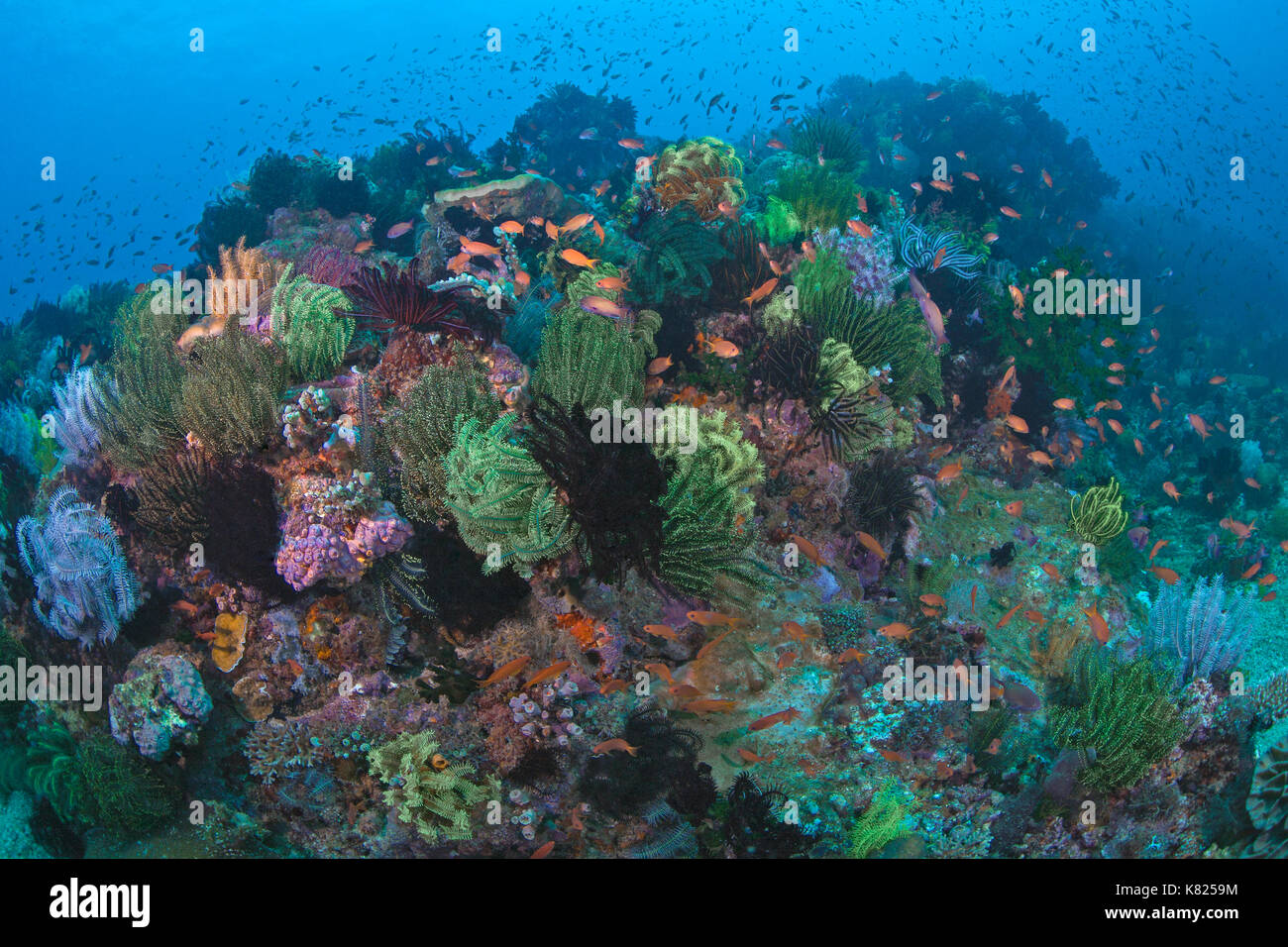 Les récifs coralliens colorés avec crinods. Puerto Galera, Philippines. Banque D'Images