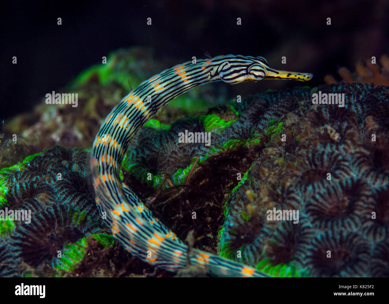 Messmate syngnathe bagués sur Symphyllia fluorescente verte corail. Détroit de Lembeh (Indonésie). Banque D'Images