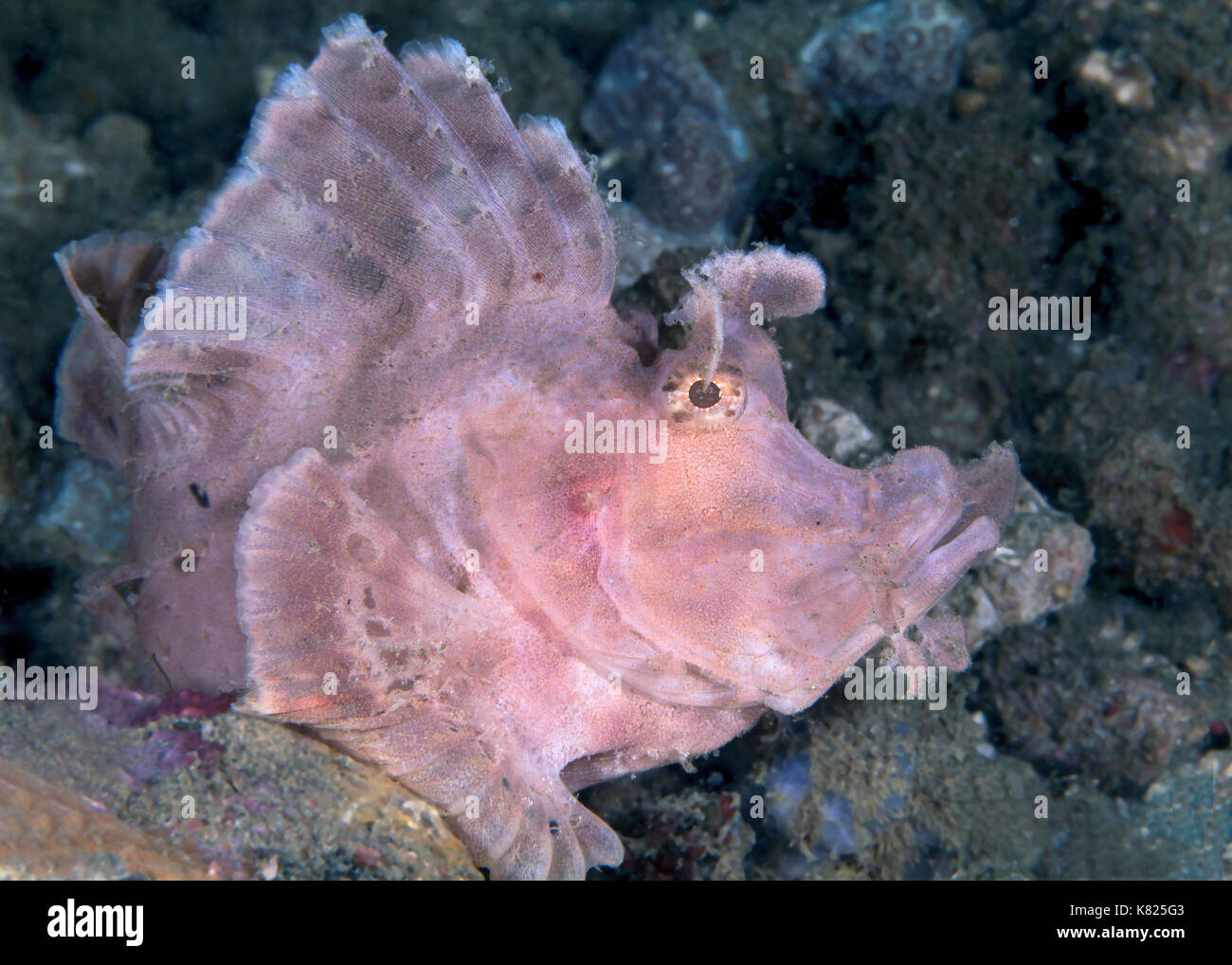 Paddle-flap scorpionfish (Rhinopias eschmeyeri). Ambon en Indonésie. Banque D'Images