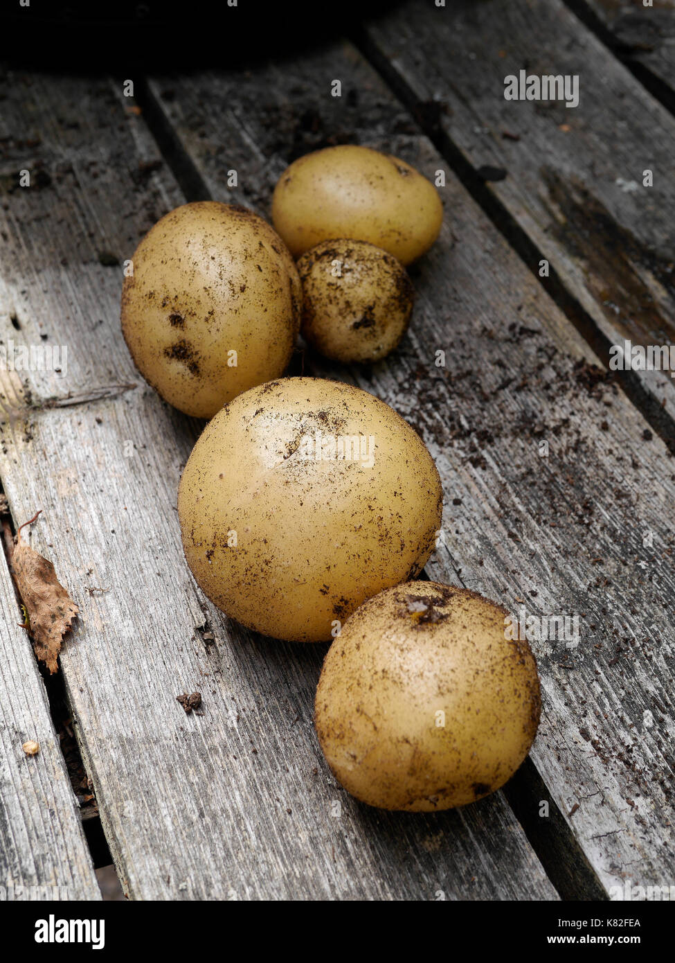 Les pommes de terre fraîchement récoltées, dans Räfsnäs, juste à l'extérieur de Gräddö, Rådmansö Roslagen, - le nord de l'archipel de Stockholm, Suède. Banque D'Images
