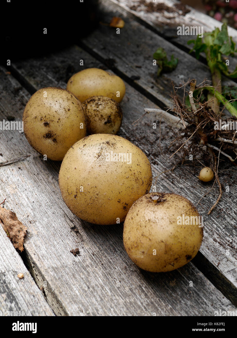Les pommes de terre fraîchement récoltées, dans Räfsnäs, juste à l'extérieur de Gräddö, Rådmansö Roslagen, - le nord de l'archipel de Stockholm, Suède. Banque D'Images