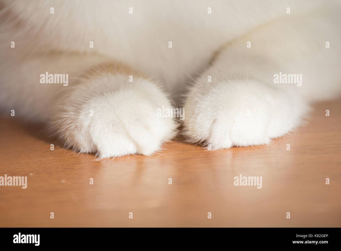 Pied de chat Banque de photographies et d’images à haute résolution Alamy — free download