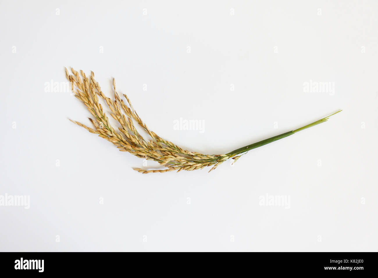 Plant de riz sur fond blanc Banque D'Images