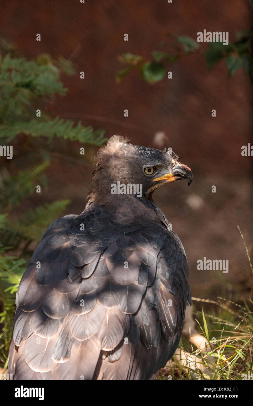 Aigle couronné d'Afrique stephanoaetus coronatus est un oiseau de proie trouvés en Afrique subsaharienne. Banque D'Images