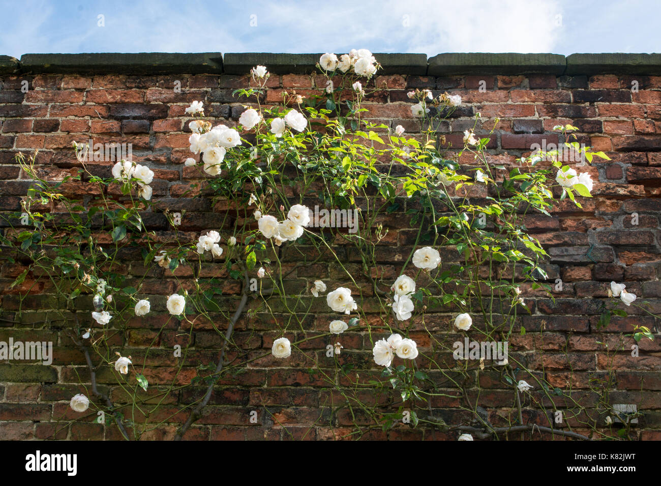 Mur de brique avec white rose bush growing up, North Yorkshire, Angleterre Banque D'Images