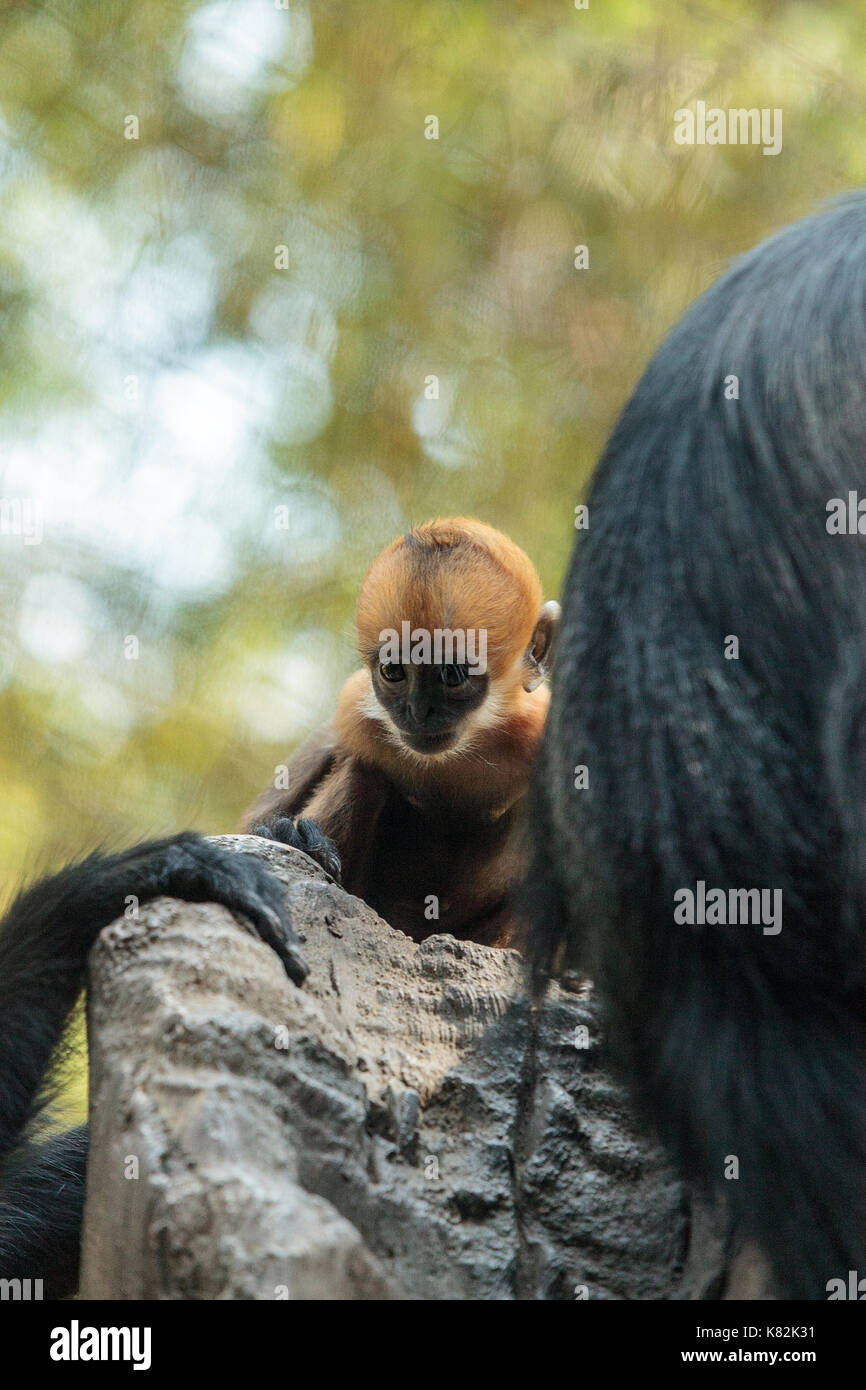 La mère et l'enfant François langur monkey trachypithecus francoisi famille également appelée peuvent être trouvés dans la nature en Chine et dans le nord-est de vietnam Banque D'Images