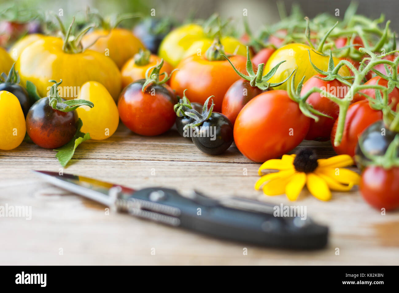 Rouge, jaune, orange et noir sortes de tomates sur vintage table en bois. Prune noire, jaune sous-marin, Shimmeig Creg, Green Zebra et Indigo Rose Banque D'Images