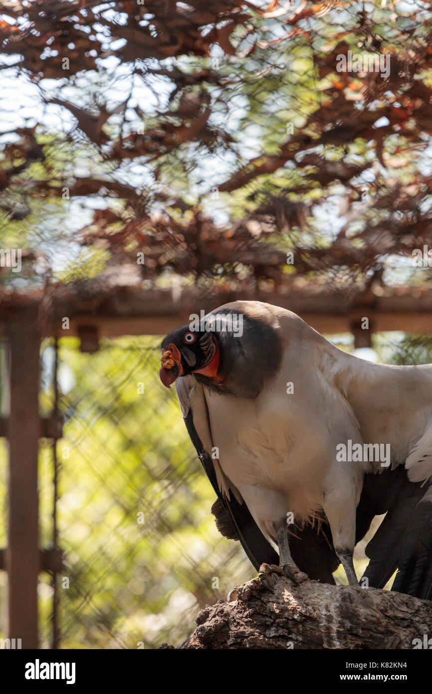 Vautour roi Sarcoramphus papa est un grand oiseau de proie en Amérique centrale et du sud. Banque D'Images