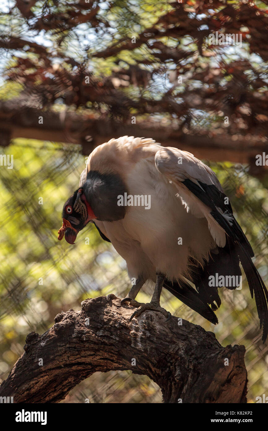 Vautour roi Sarcoramphus papa est un grand oiseau de proie en Amérique centrale et du sud. Banque D'Images