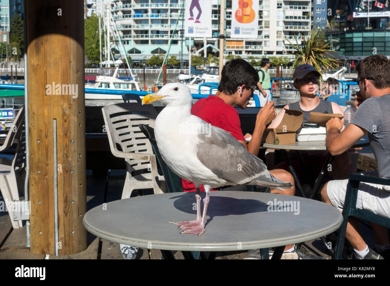 Les clients à la terrasse d'un café essayez d'ignorer l'une des nombreuses mouettes qui récupèrent de la nourriture sur l'île Granville à Vancouver British Columbia Banque D'Images