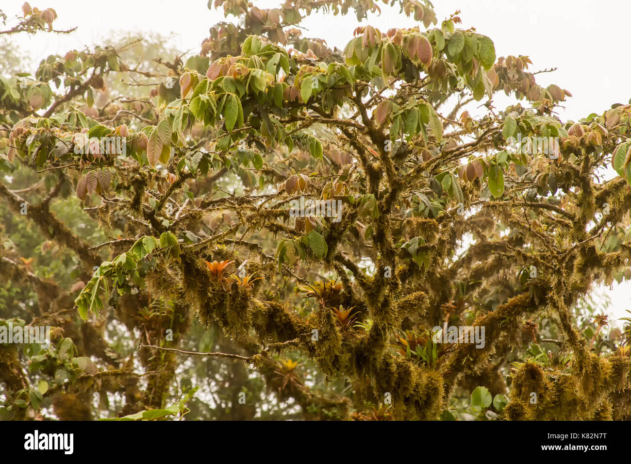 Bromeliads et moss qui poussent sur les branches d'arbres dans le Parc National de Monteverde, Costa Rica, Amérique Centrale Banque D'Images