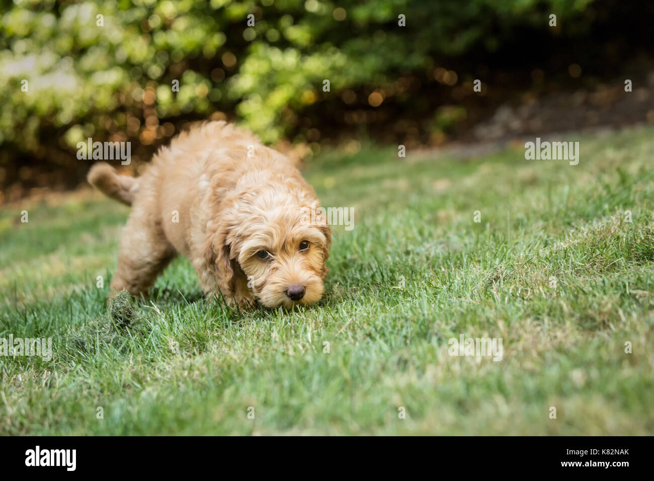 Huit semaine Goldendoodle puppy 'Bella' renifler l'herbe à Issaquah, Washington, USA Banque D'Images