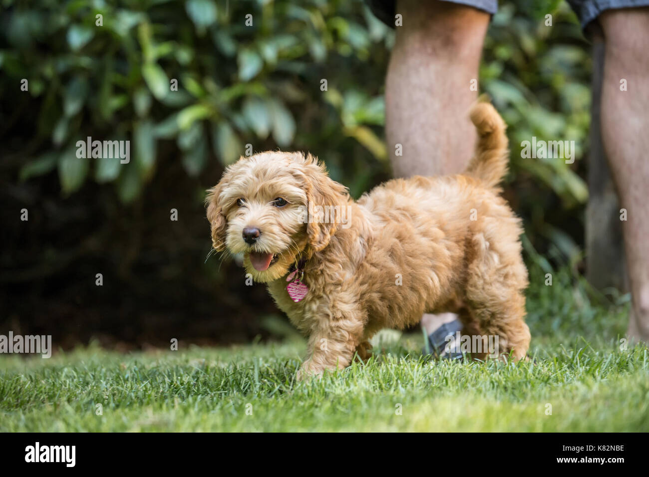 Huit semaine Goldendoodle puppy 'Bella' jouant sur la pelouse à côté de son propriétaire en Issaquah, Washington, USA Banque D'Images