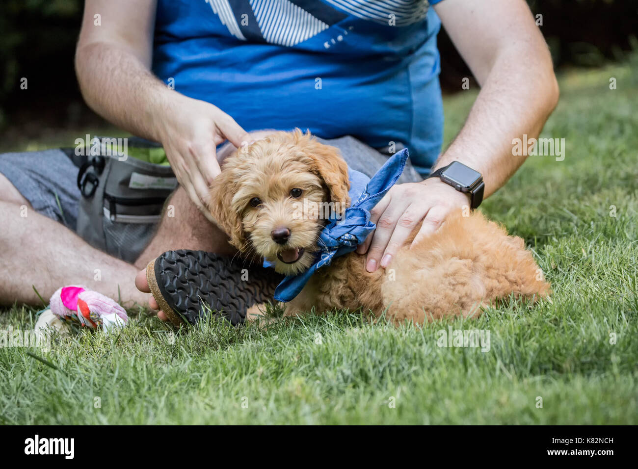 Huit semaine Goldendoodle puppy 'Bella', portant un foulard, prendre une pause pour jouer à siéger par son propriétaire, en Issaquah, Washington, USA Banque D'Images