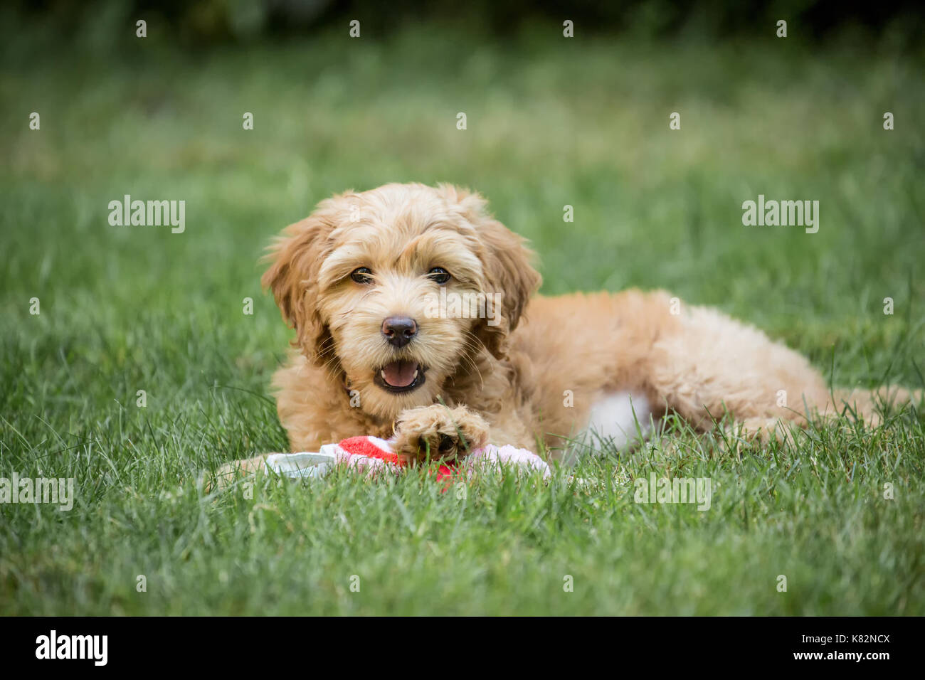 Huit semaine Goldendoodle puppy 'Bella' reposant sur la pelouse, de mâcher un jouet, dans Issaquah, Washington, USA Banque D'Images
