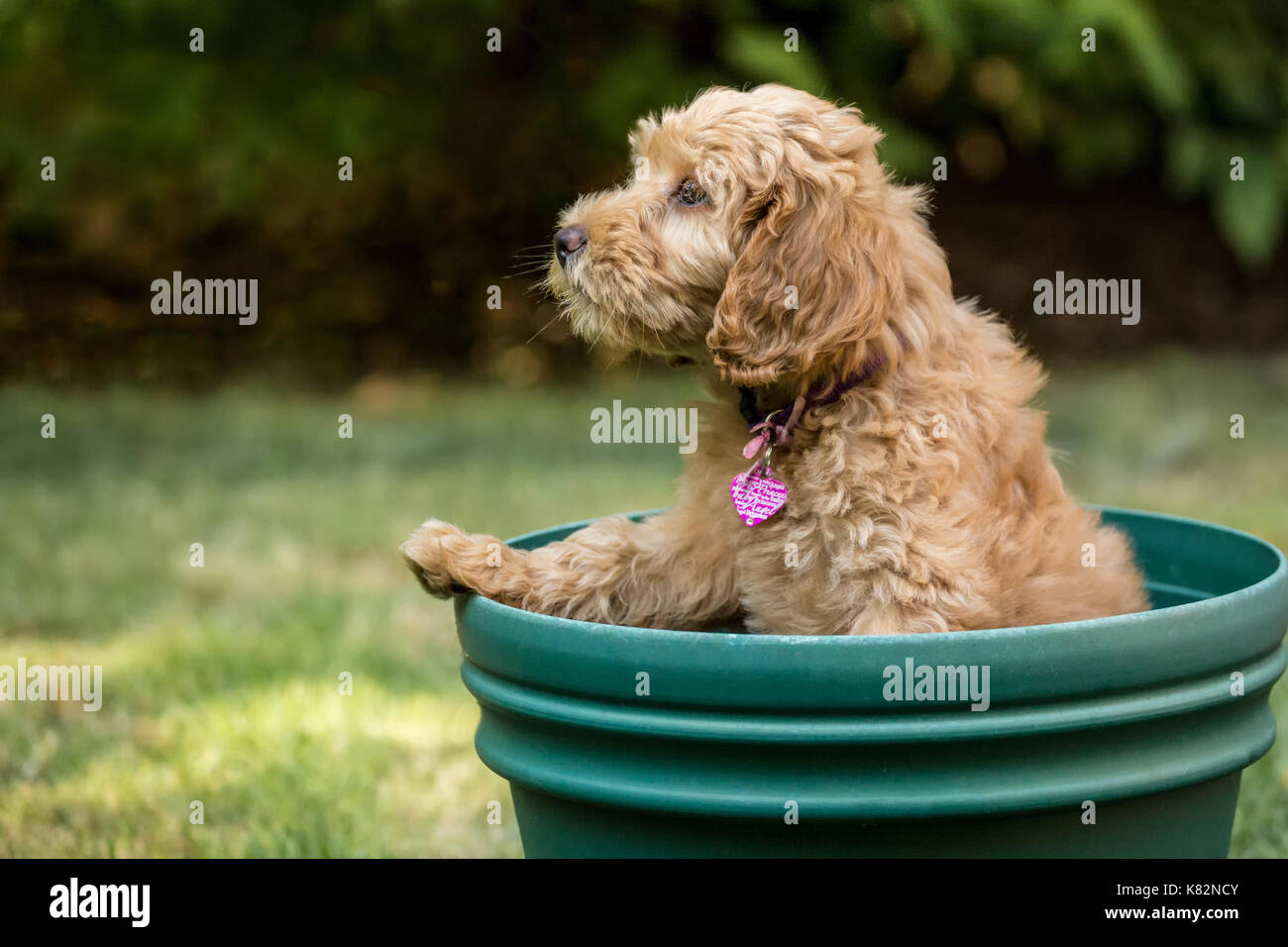 Huit semaine Goldendoodle puppy 'Bella' assis à l'intérieur d'un pot de fleurs vide, ne sachant pas comment s'en sortir, à Issaquah, Washington, USA Banque D'Images