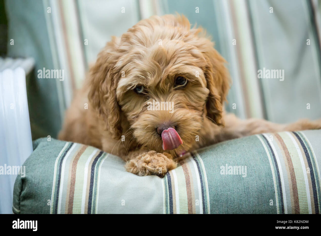 Huit semaine Goldendoodle puppy 'Bella' couchée sur une chaise longue, l'air très coupable en Issaquah, Washington, USA Banque D'Images