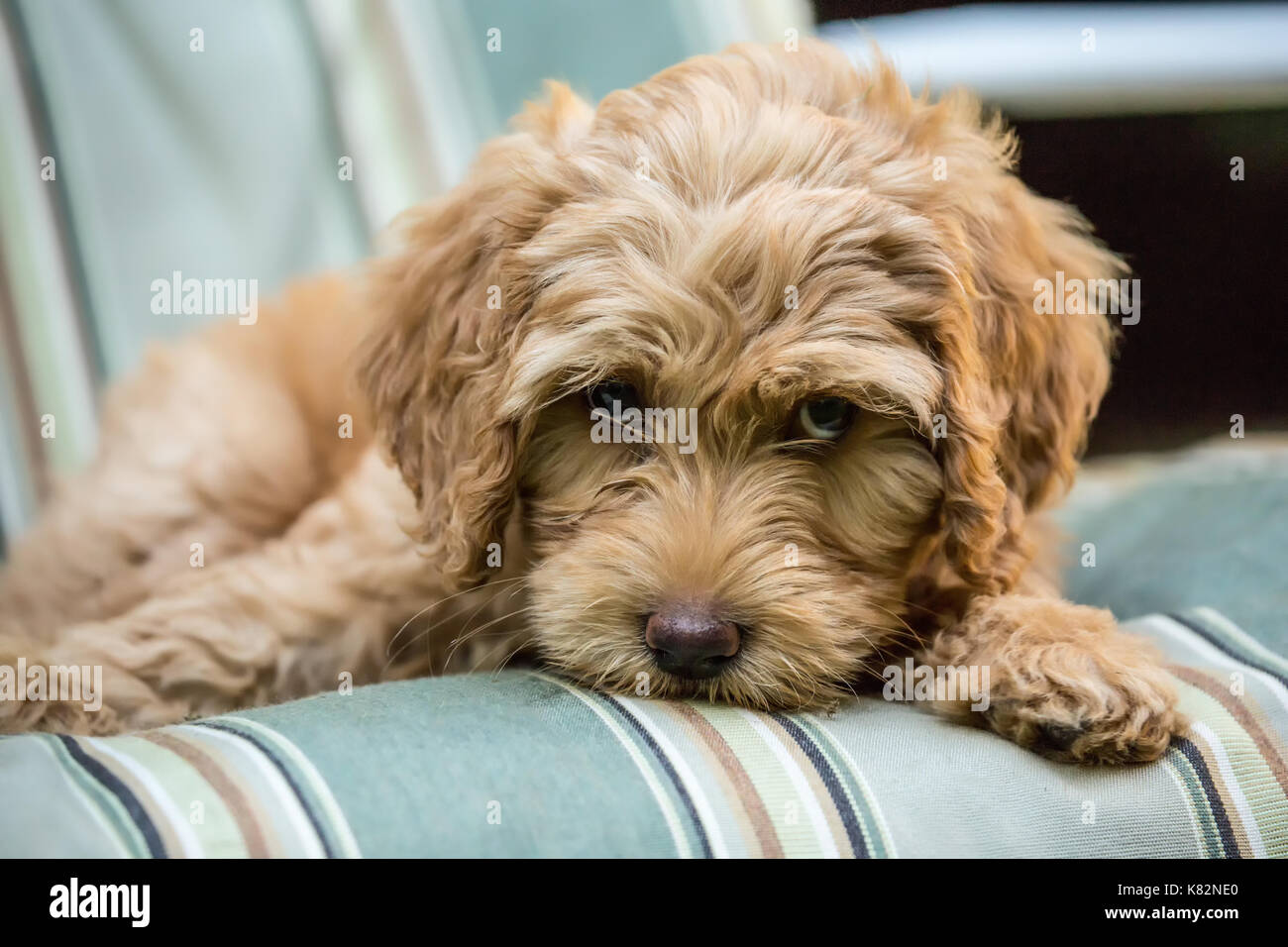 Huit semaine Goldendoodle puppy 'Bella' couchée sur une chaise longue à Issaquah, Washington, USA Banque D'Images