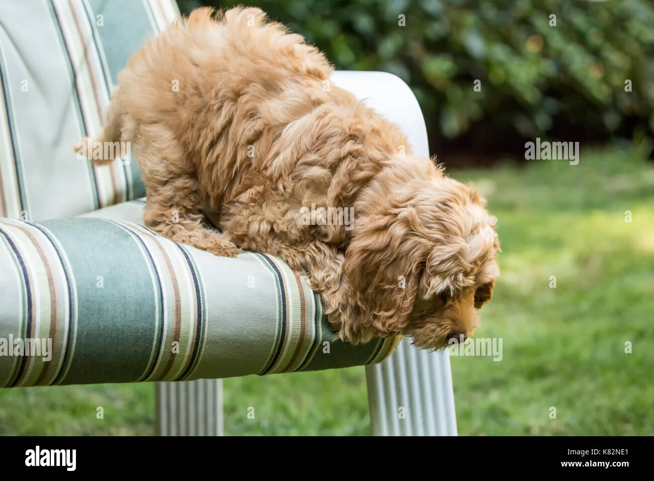 Huit semaine Goldendoodle puppy 'Bella' prépare à sauter d'une chaise de patio sur la pelouse à Issaquah, Washington, USA Banque D'Images
