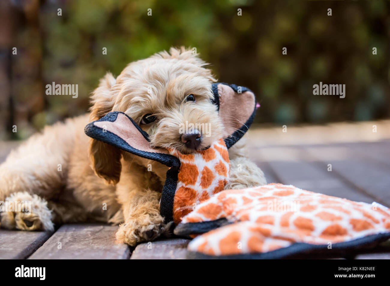 Huit semaine Goldendoodle puppy 'Bella' de jouer avec un chien jouet sur une terrasse en bois, à Issaquah, Washington, USA Banque D'Images