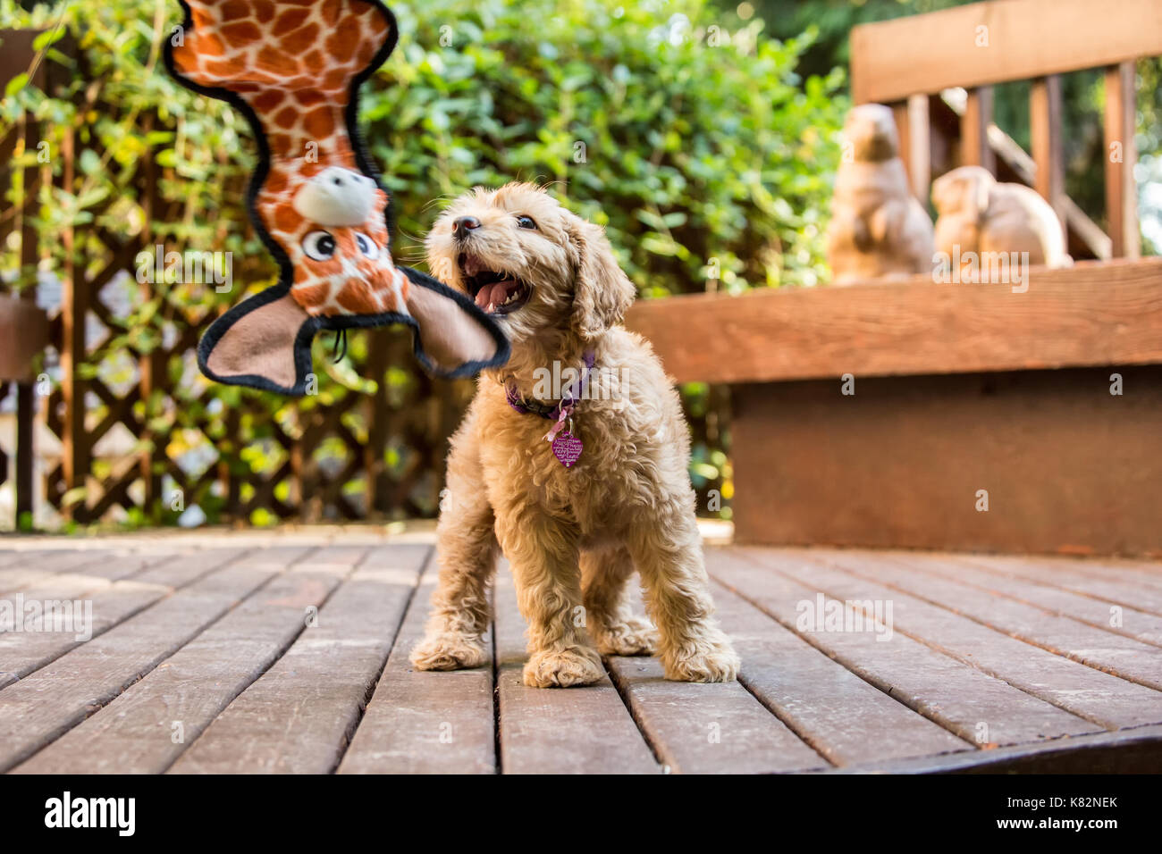 Huit semaine Goldendoodle puppy 'Bella' essaie d'obtenir son jouet girafe qui est fait miroiter devant elle, à Issaquah, Washington, USA Banque D'Images