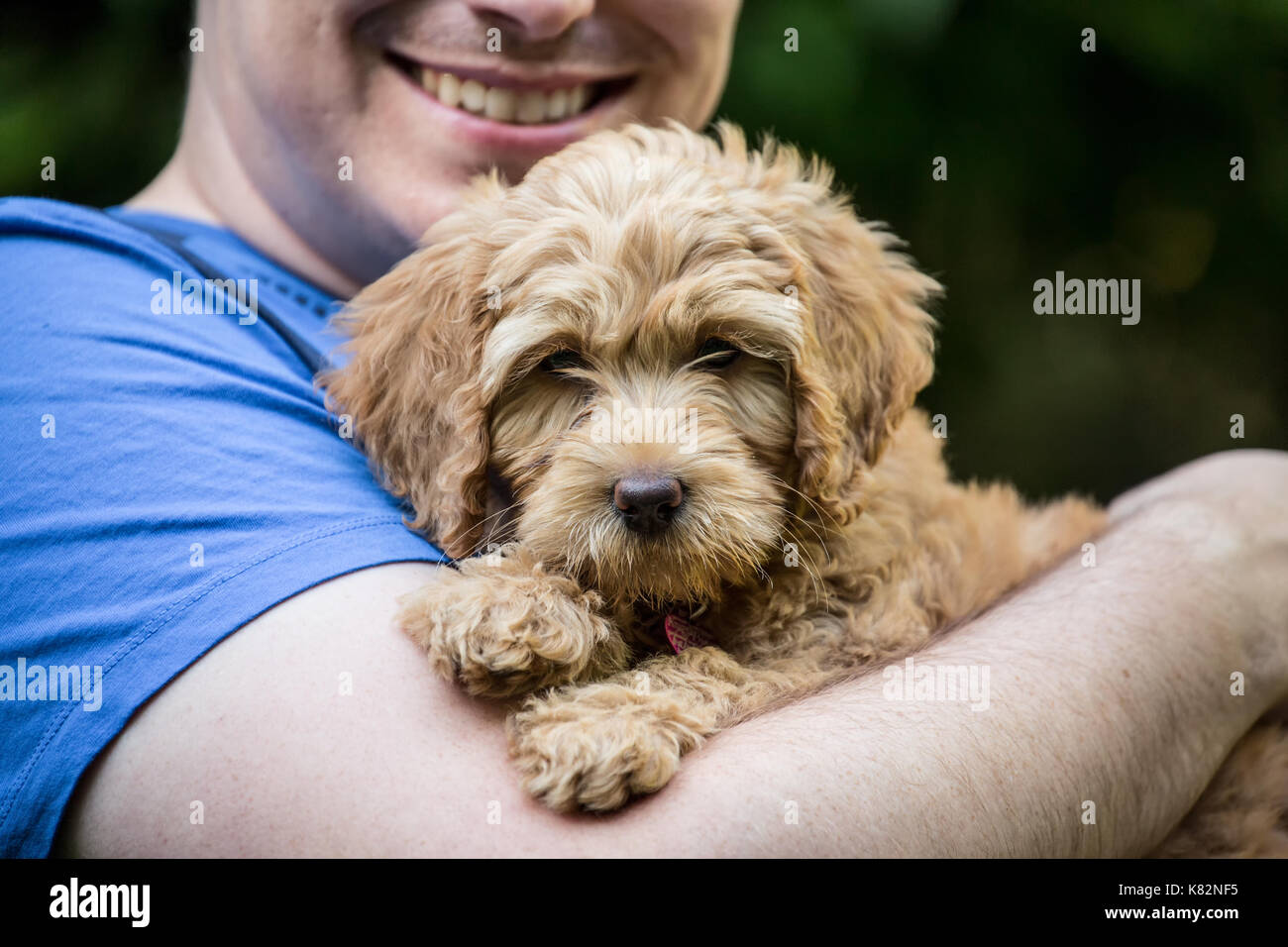 Vingt quelque chose man holding sa vieille de huit semaines Goldendoodle puppy 'Bella' dans Issaquah, Washington, USA Banque D'Images