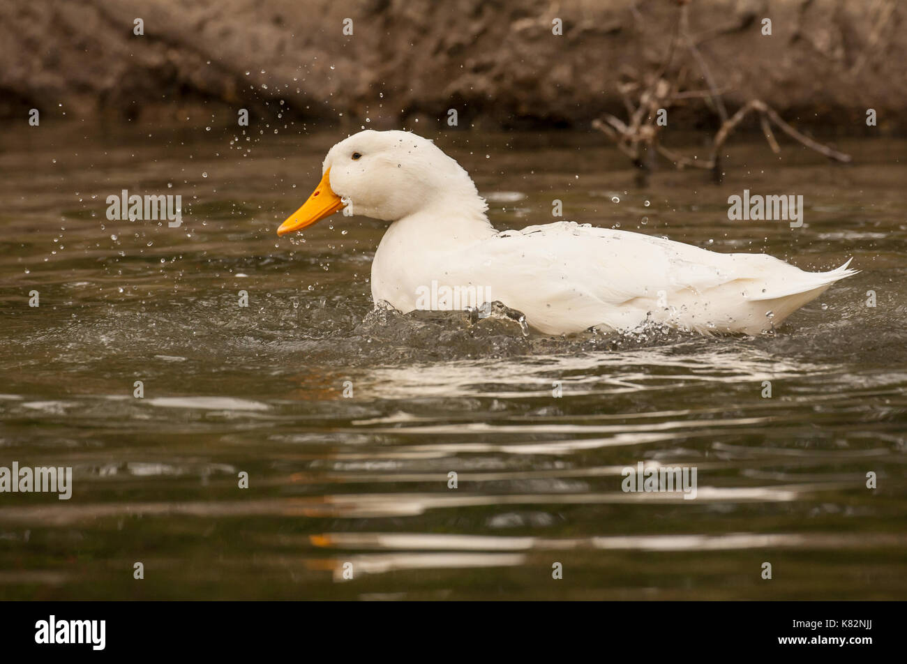 Canard de Pékin se baignant dans un étang à Hermann Park à Houston, Texas, USA. L'American Pekin Duck, canard de Pékin, ou Long Island, est une race de canard domestique de Banque D'Images