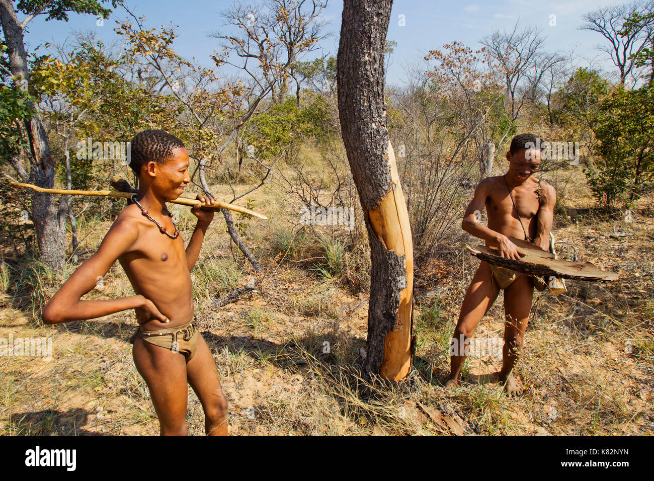 Ju/'hoansi ou San chasseurs bushmen dans la brousse près de leur village, Grashoek. Ils sont membres de plusieurs peuples peuple de chasseurs-cueilleurs, la Namibie Banque D'Images