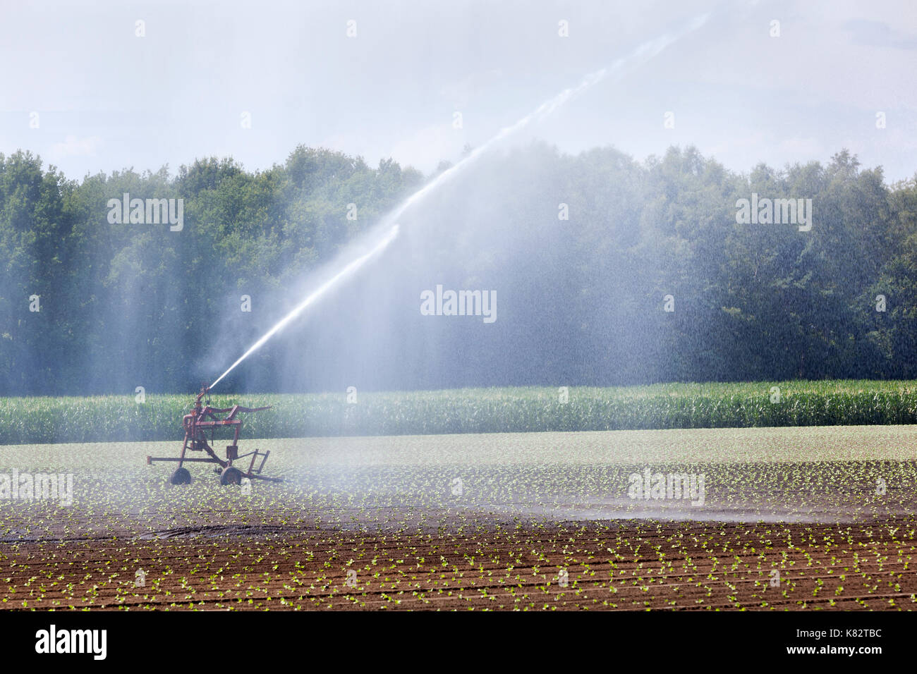 L'irrigation des cultures jeunes sur un champ dans les Pays-Bas Banque D'Images