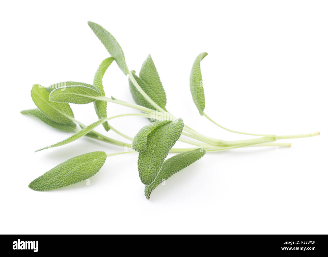 Sage italien frais isolé sur fond blanc. Banque D'Images