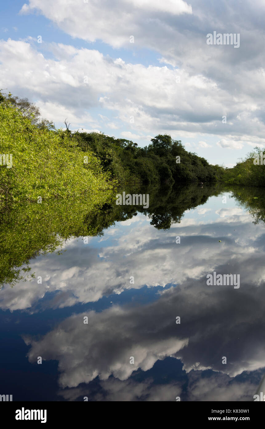 Réflexions du Pantanal Banque D'Images