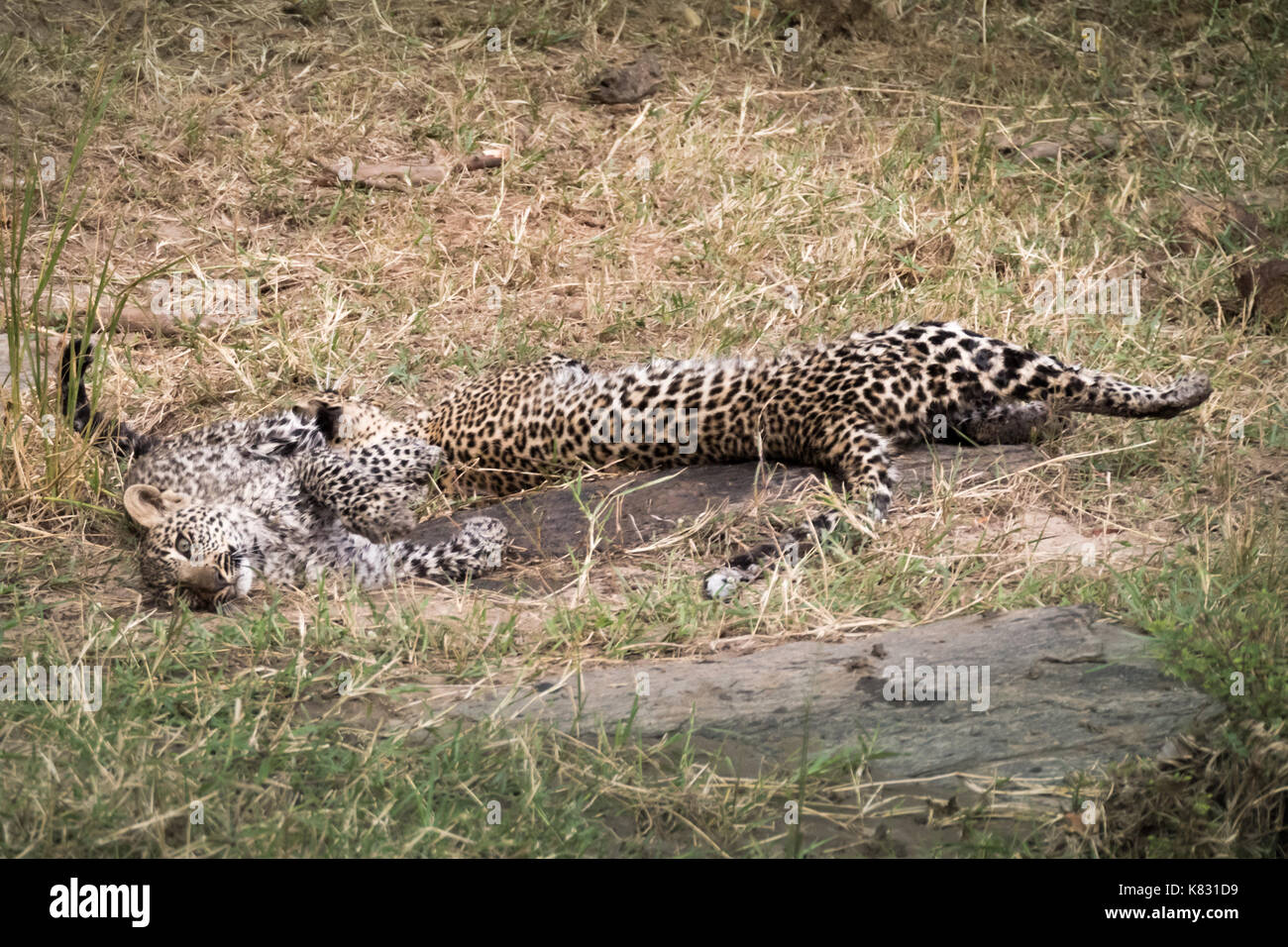 Deux quatre mois leopard Oursons jouant sur une rive du fleuve sur la masai Mara, Kenya Banque D'Images