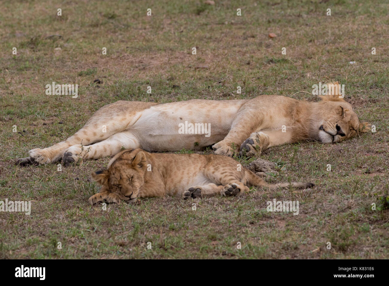 Une lionne et son petit reste de contentement sur le Masai Mara, Kenya Banque D'Images