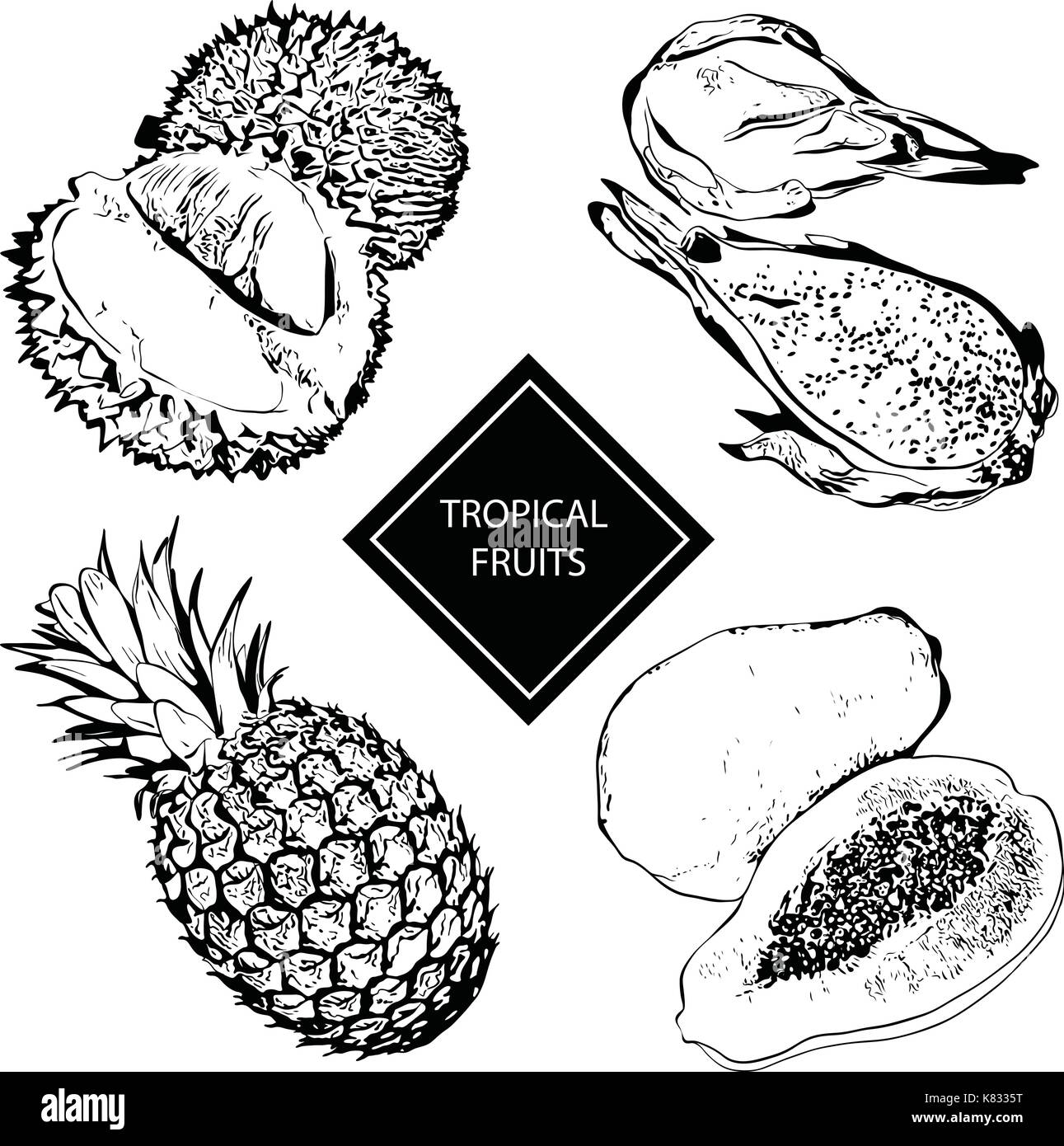 Illustration vecteur de fruits tropicaux durian, ananas, papaye Illustration de Vecteur