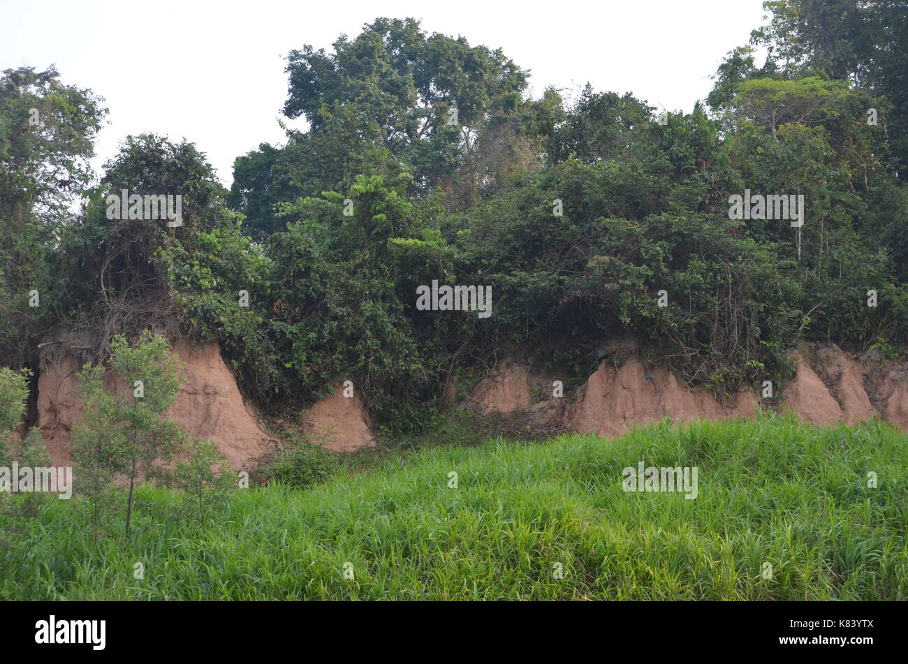 Aras se rassemblent pour s'alimenter à la Colpa Chuncho argiles salifères dans la réserve nationale de Tambopata. Madre de Dios, Pérou Banque D'Images