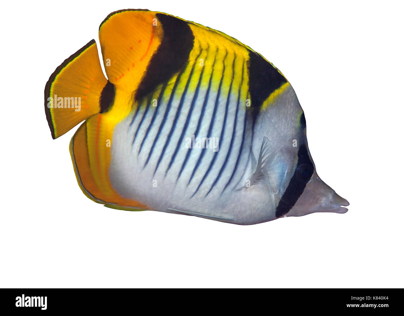 Image en gros plan d'un médiocre ( Chaetodon falcula saddleback) sur fond blanc. North Male Atoll, Maldives. Banque D'Images